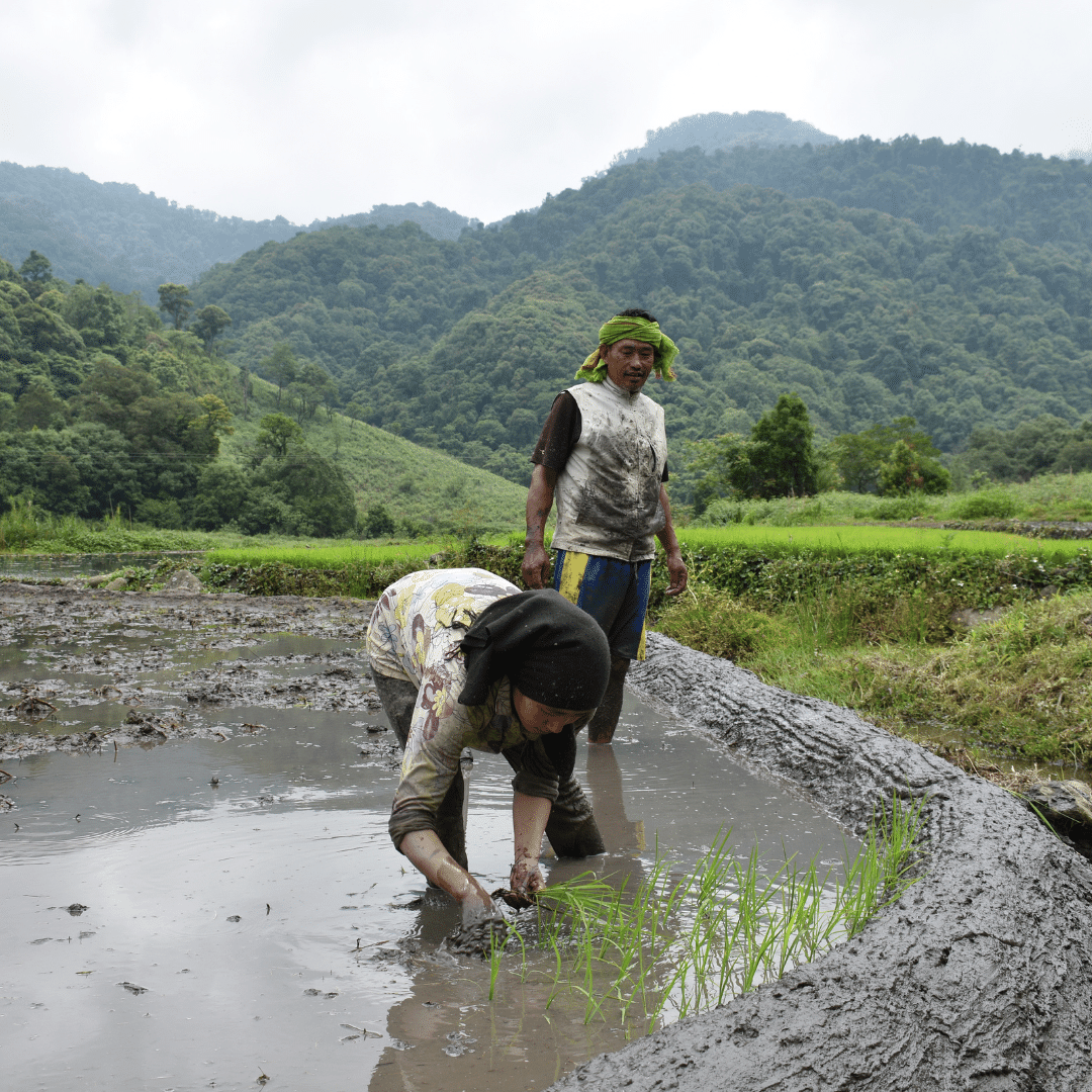 A Couple planting rice saplings in Nagaland